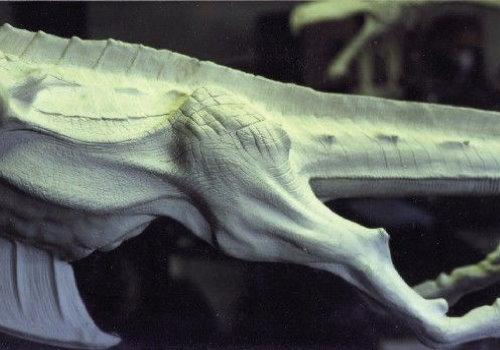 Close-up of Smirkenorff's hind legs.